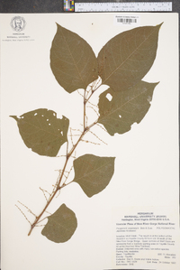 Reynoutria japonica image