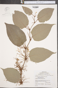 Reynoutria japonica image