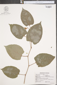 Reynoutria japonica image