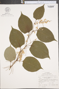 Reynoutria japonica image