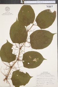 Reynoutria japonica image