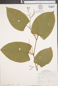 Reynoutria japonica image