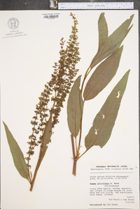 Rumex altissimus image