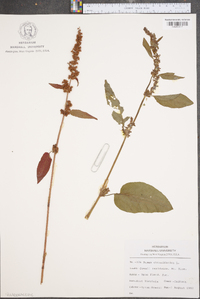 Rumex obtusifolius image