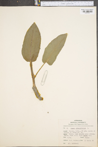 Rumex obtusifolius image