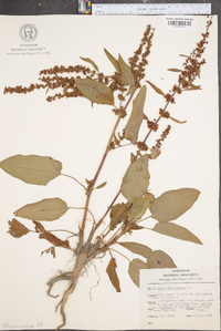 Rumex obtusifolius image