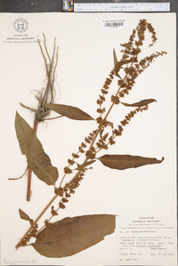 Rumex obtusifolius image