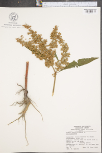 Rumex verticillatus image