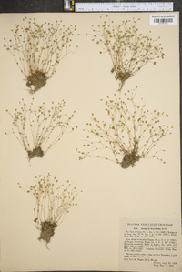 Arenaria brevifolia image