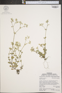Cerastium viscosum image