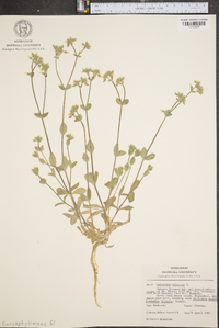 Cerastium viscosum image