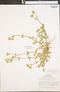 Cerastium fontanum subsp. vulgare image