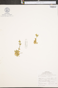 Cerastium fontanum subsp. vulgare image