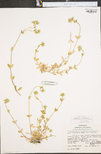 Cerastium fontanum subsp. vulgare image