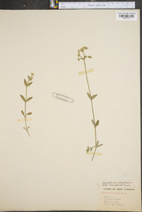 Cerastium fontanum subsp. vulgare image