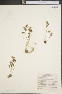 Claytonia caroliniana image