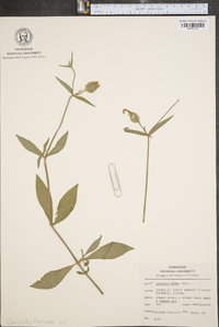 Silene latifolia image