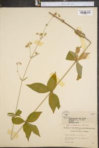 Silene stellata image