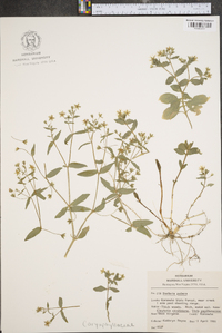 Stellaria pubera image