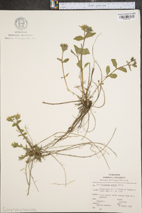 Stellaria pubera image