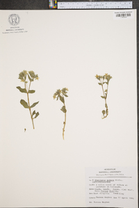 Stellaria pubera image