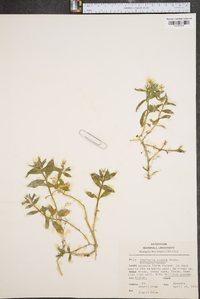 Stellaria pubera image