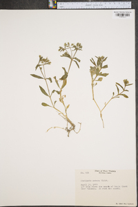 Stellaria pubera image