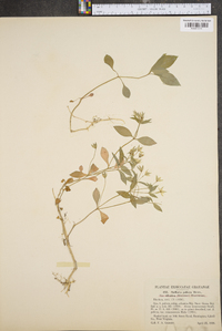 Stellaria pubera image