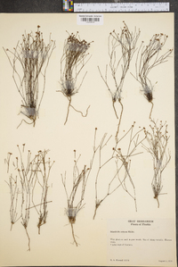 Stipulicida setacea image