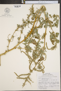 Amaranthus spinosus image