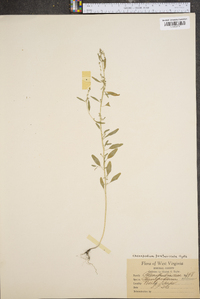 Chenopodium pratericola image