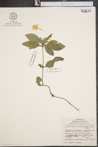 Ruellia caroliniensis image