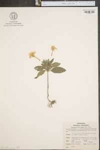 Ruellia caroliniensis image