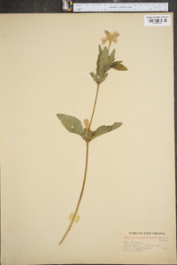 Ruellia caroliniensis image