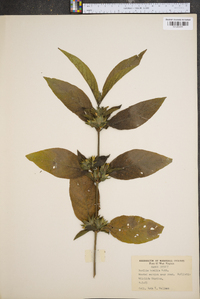 Ruellia humilis image