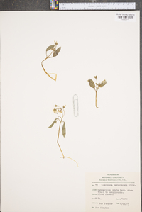 Claytonia caroliniana image