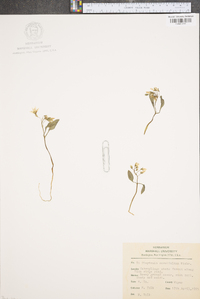 Claytonia caroliniana image