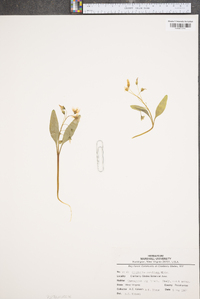 Claytonia caroliniana image