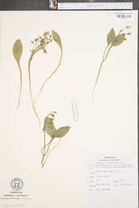 Claytonia caroliniana image