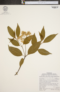 Cornus amomum subsp. obliqua image