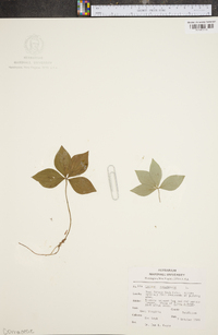 Cornus canadensis image