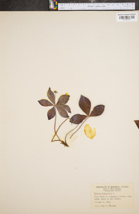 Cornus canadensis image