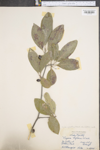 Nyssa sylvatica var. biflora image