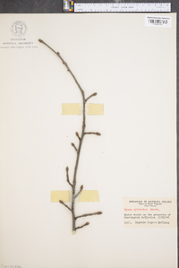 Nyssa sylvatica var. biflora image