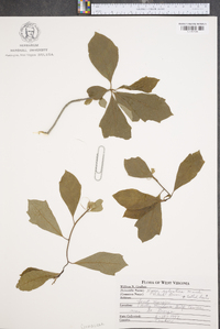 Nyssa sylvatica var. biflora image