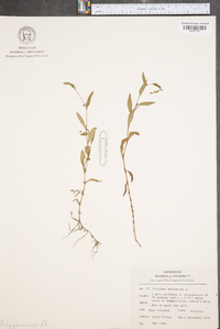 Persicaria hydropiper image