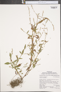 Persicaria hydropiper image