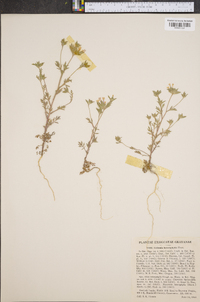 Collomia heterophylla image