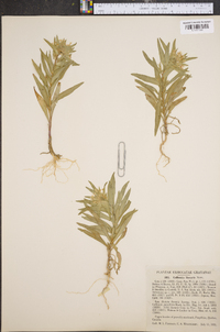 Collomia linearis image