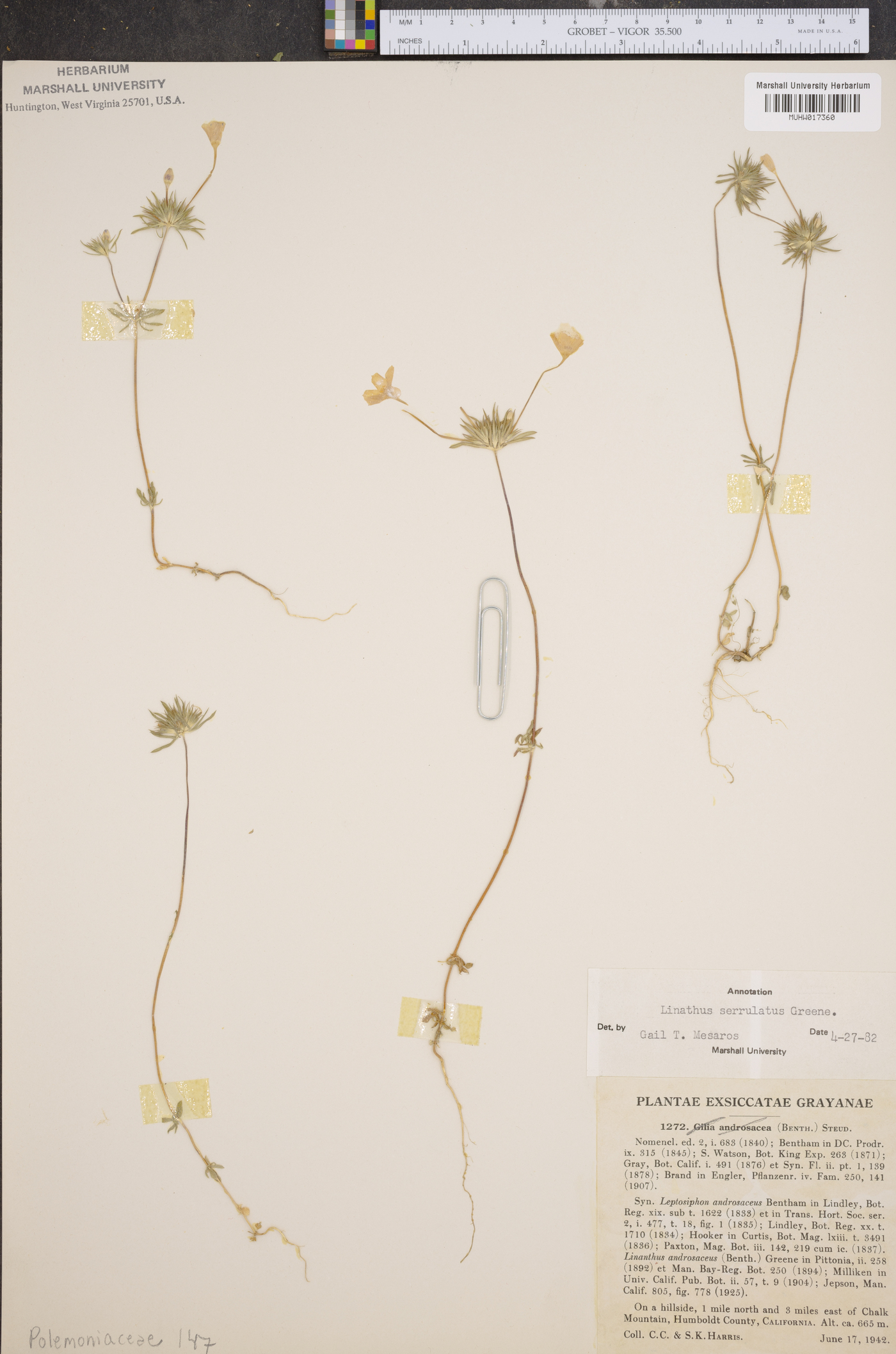 Linanthus serrulatus image